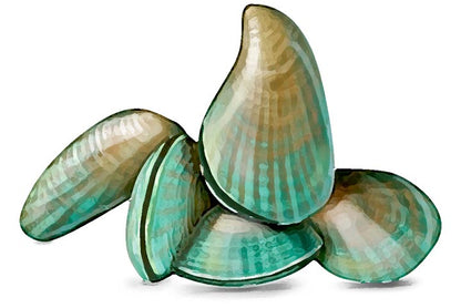 Natur Tanya® Organische grüne Muscheln